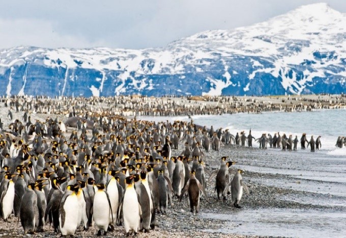 ortelius wendell trip vs. antarctic peninsula